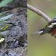 A female Brewster’s warbler hybrid in 2017 (left) and a male chestnut sided warbler (right), both taken from Burket’s pond. Perhaps that’s where the three-in-one warbler’s parents met.